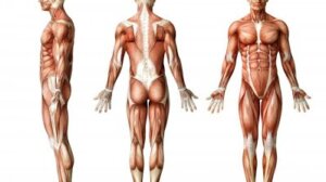 Living Upright in a Bent Society: Shoulder Posture Analysis Living Upright in a Bent Society: Shoulder Posture Analysis