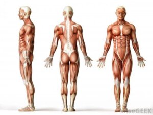 good posture, anatomical position, fitness, muscle,